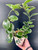 Hoya Mix on Hoop - 12c Pot Aprrox 45c Tall
