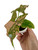 Syngonium Pink Splash  6c