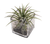 Tillandsia in Glass 5.5c