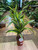 Dracaena Deremensis Lemon Lime 2 Stems - 17cm