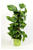 Scindapsus Aureum on Moss Pole 17c - 70c Tall