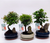 Bonsai Landscape Mix 16cm