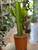 Cacti 21cm - Euphorbia