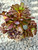Aeonium Arboreum 14cm
