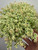 Sedum Little Missy