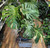 Monstera Thai Constellation XXL Large Leaf - 40cm Pot 130cm Tall