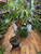Monstera Thai Constellation On Moss Pole Large Leaf 44cm Pot 120cm Tall