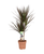 Dracaena Marginata Magenta 17cm