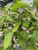 Lemon Tree - Large