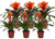 Bromeliad Orange 12cm