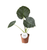 Alocasia Regal Shields 12cm