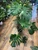 Monstera Thai Constellation On Moss Pole 25cm Pot 80/90cm Tall