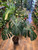 Monstera Thai Constellation On Moss Pole 25cm Pot 120cm Tall