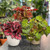 Begonia Beleaf Mixed 13cm