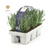 Lavender Angustifolia 6 Pack