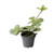 Peperomia Hope 6cm