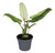Alocasia Lauterbachiana Variegated 6cm