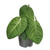 Anthurium Villenaorum 12cm
