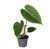 Anthurium Clarinervium Veitchii 6cm