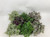 Tradescantia Mix 10.5cm
