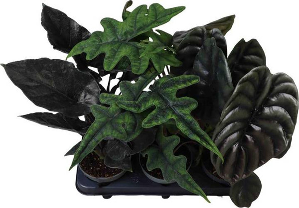 Alocasia Mix 12cm