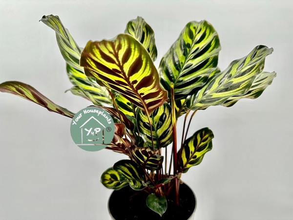 Calathea Makoyana 12c