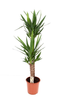 Yucca 2 Stem 24c Pot - 130c Tall