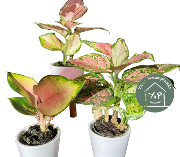 Aglaonema Mini Mix 6cm
