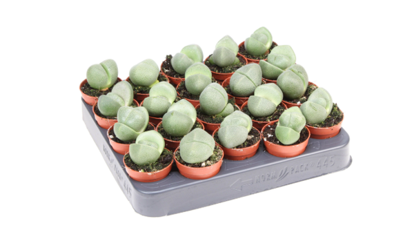 Lithops Pleiospilos 5.5c - Living Stones