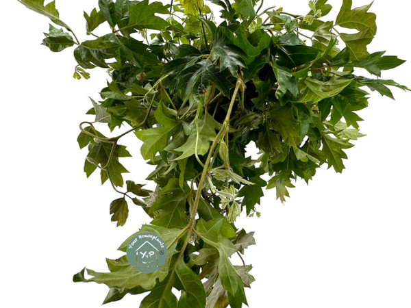 Cissus Ellen Danica Hang Pot 19c Cissus Ellen Danica Hang Pot 19c