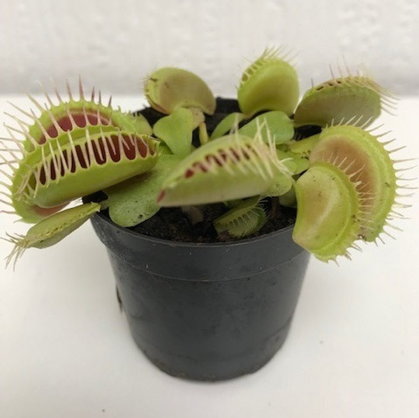 Venus Flytrap  6c - Dionaea Muscipula Venus Flytrap  6c - Dionaea Muscipula