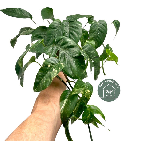 Scindapsus Pinnatum Variegated 15c