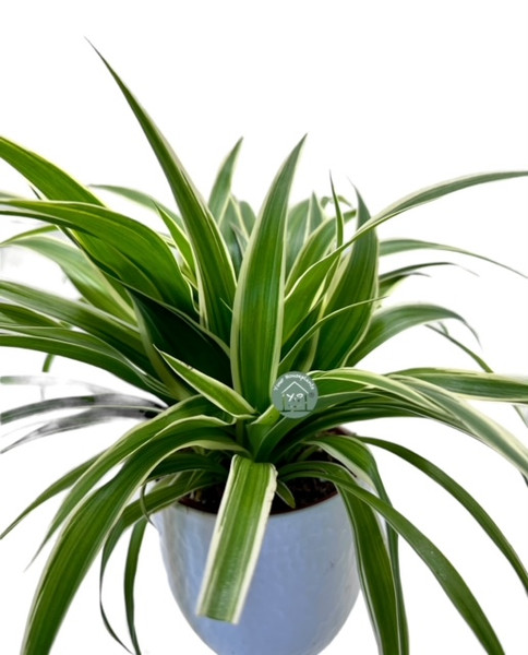 Chlorophytum Mix 12cm