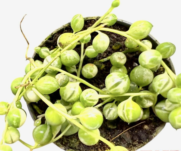 Senecio Rowleyanus Variegated 6c