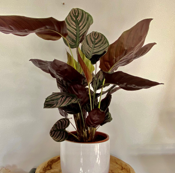 Calathea Ornata Sanderiana 17cm