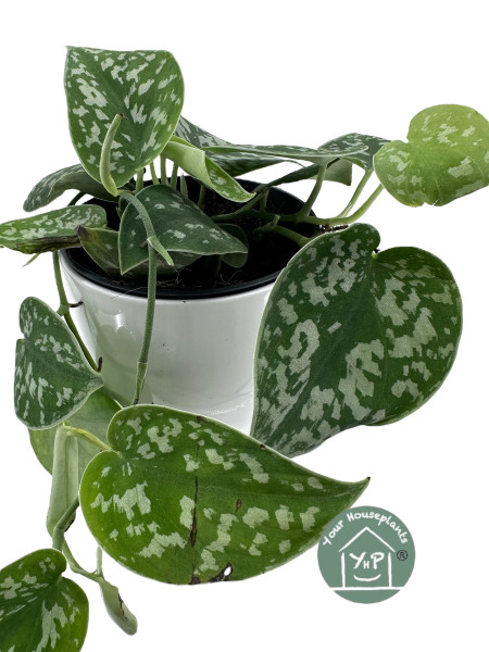 Scindapsus Pictus Trebie 12cm