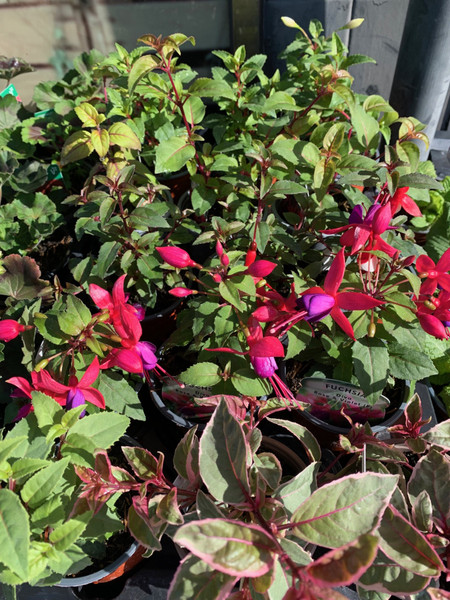 Fuchsia Assorted - Upright and Trailing 9cm