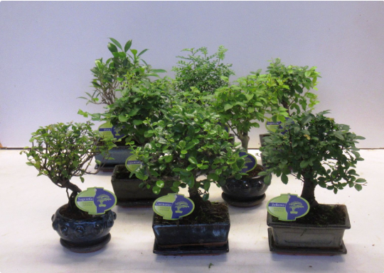 Bonsai Mix 14cm