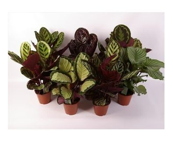 Calathea Mix 19c Calathea Mix 19c