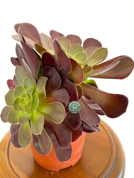 Aeonium Arboreum 14c