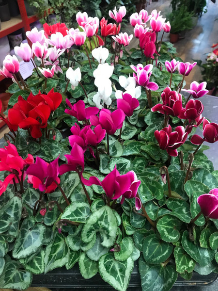 Cyclamen Mini Mix 10c