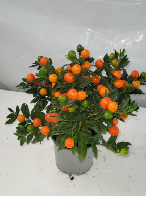 Solanum Pseudocapsicum Bartoli 12cm