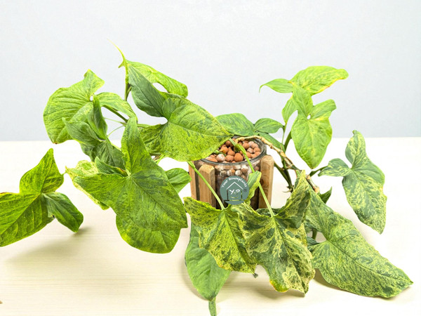 Syngonium Mottled In Leca - Glass Candle Holder