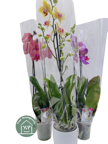 Phalaenopsis Orchid Mix 12cm 2 Stem