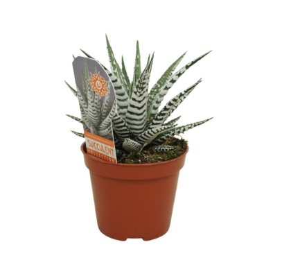 Haworthia Fasciata Alba 8.5cm