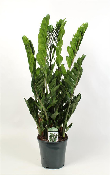 Zamioculcas Zamiifolia 19cm pot 85cm tall Zamioculcas Zamiifolia 19cm pot 85cm tall