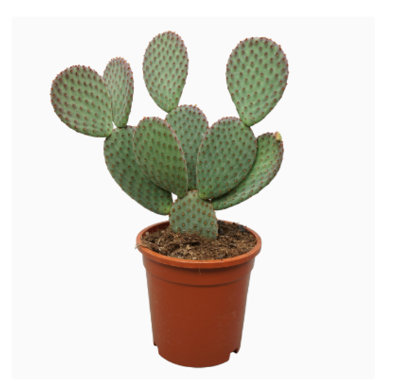 Opuntia 17cm