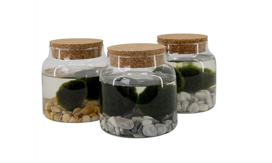 Marimo Moss Balls in Glass 12c