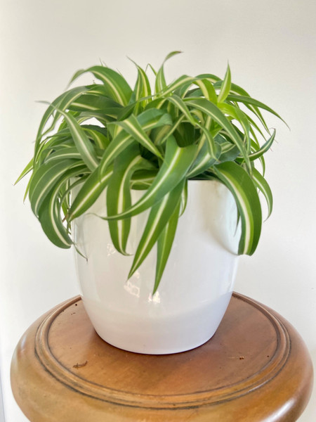 Chlorophytum Mix 12c