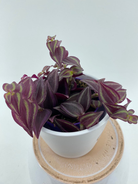 Tradescantia Mix 7c